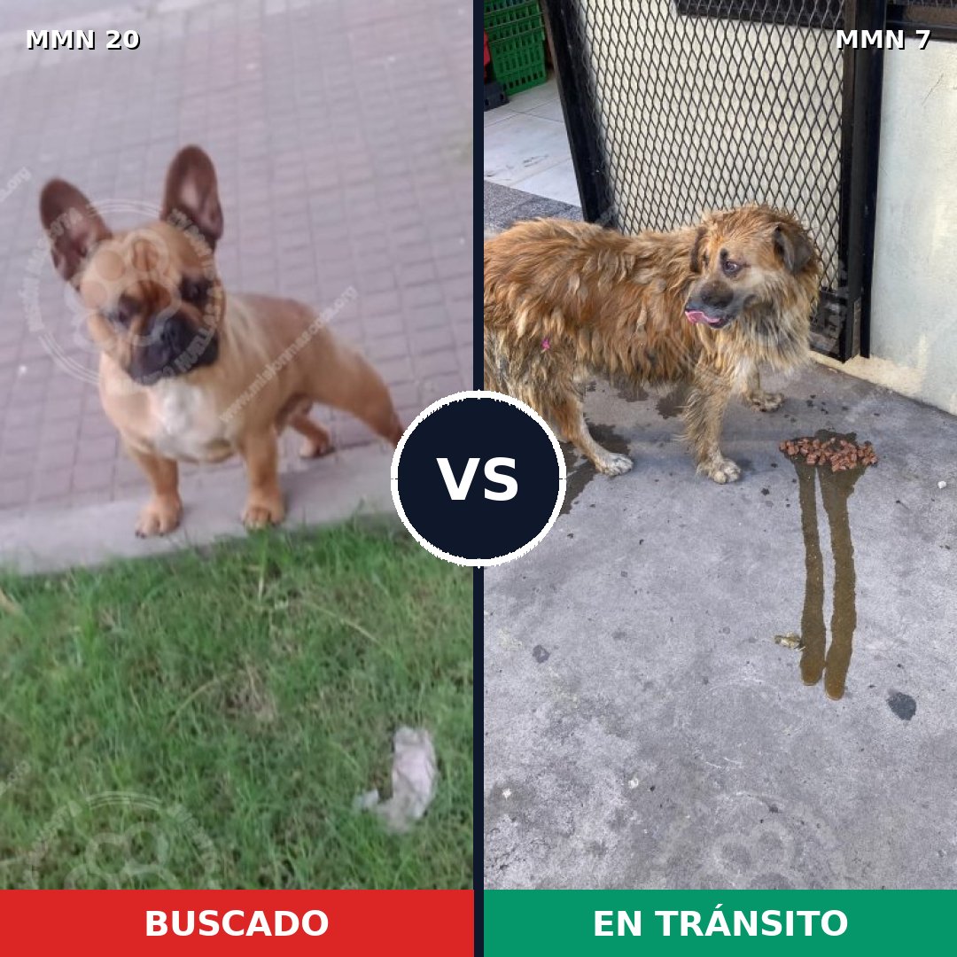 Comparativa MMS 988: mascota perdida y mascota encontrada, 18% de similitud