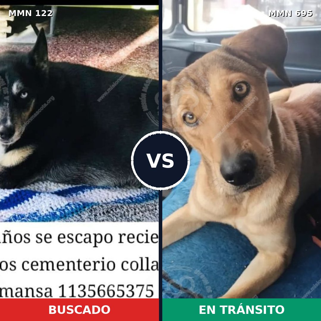 Comparativa MMS 9880: mascota perdida y mascota encontrada, 70% de similitud