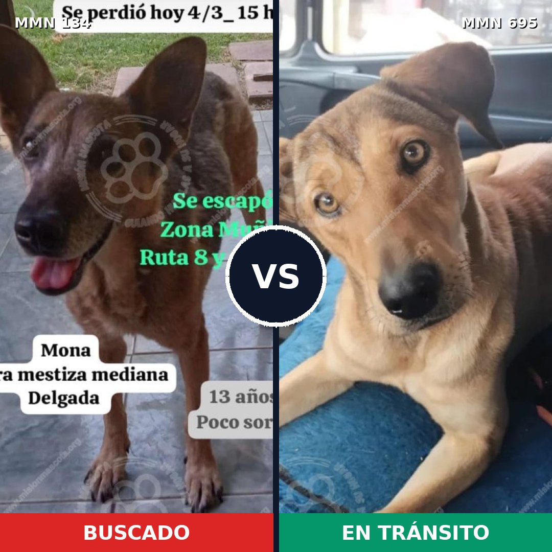 Comparativa MMS 9882: mascota perdida y mascota encontrada, 51% de similitud