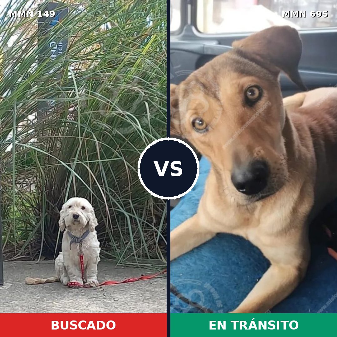 Comparativa MMS 9884: mascota perdida y mascota encontrada, 44% de similitud