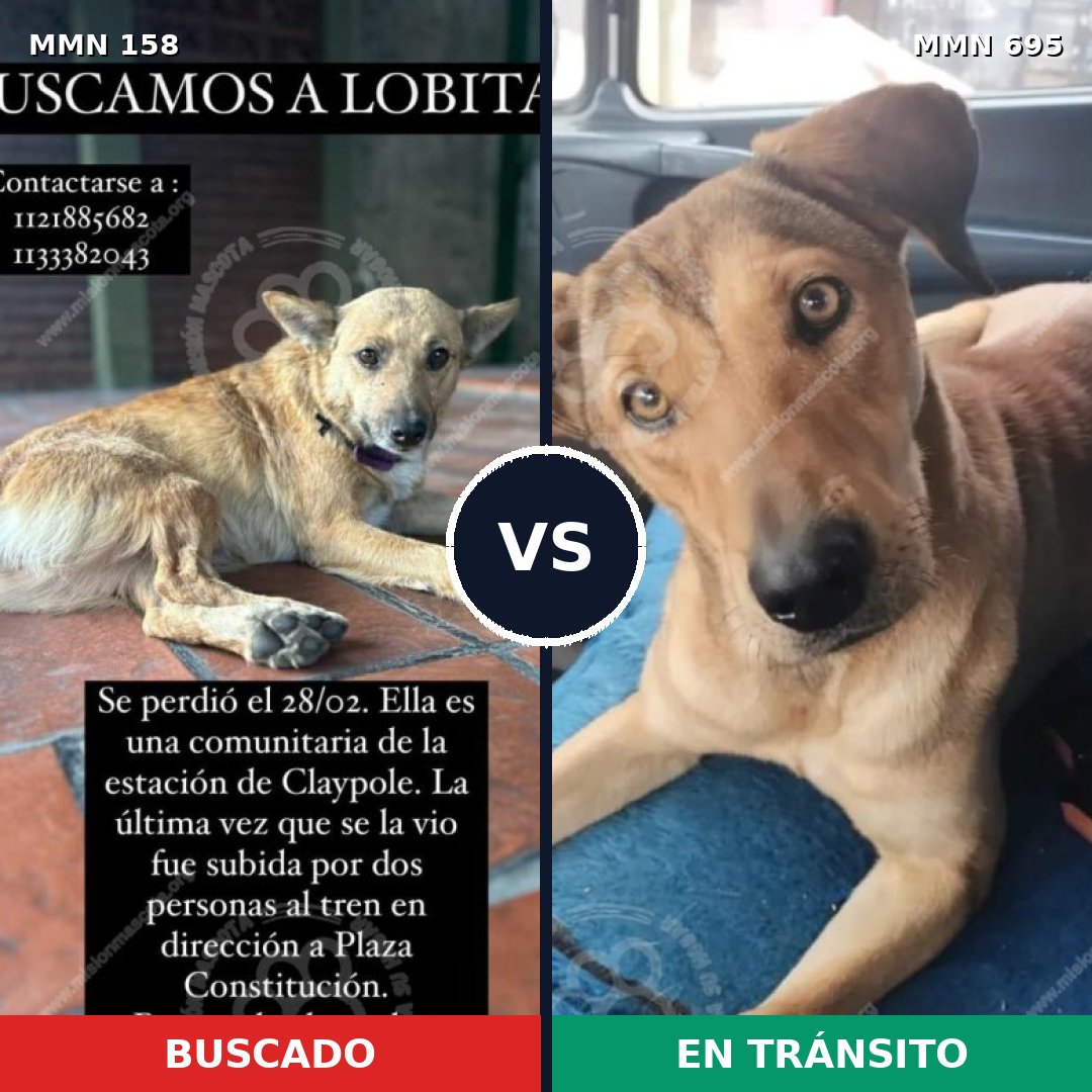 Comparativa MMS 9885: mascota perdida y mascota encontrada, 67% de similitud