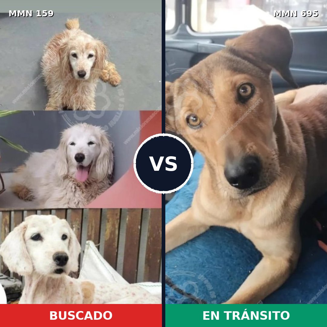 Comparativa MMS 9886: mascota perdida y mascota encontrada, 95% de similitud