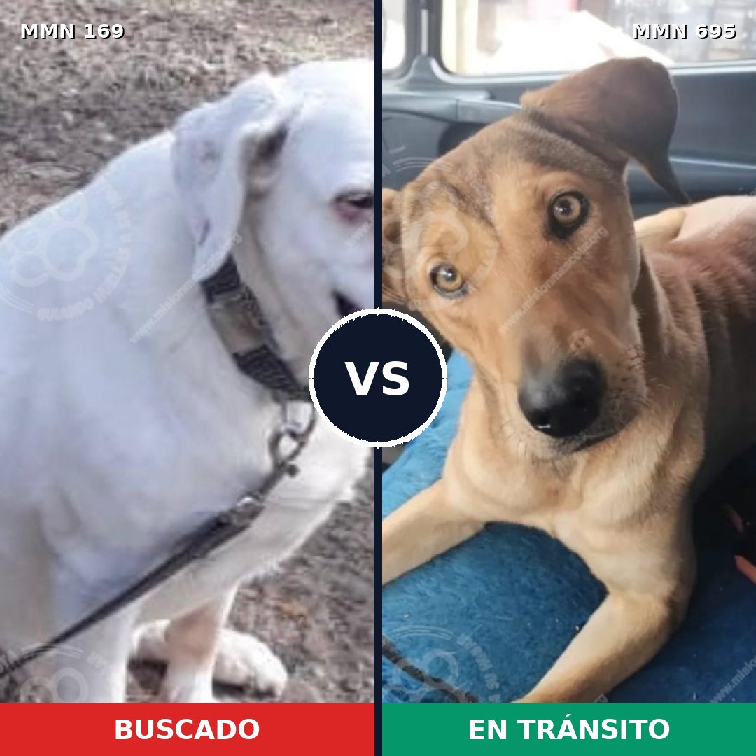 Comparativa MMS 9888: mascota perdida y mascota encontrada, 6% de similitud