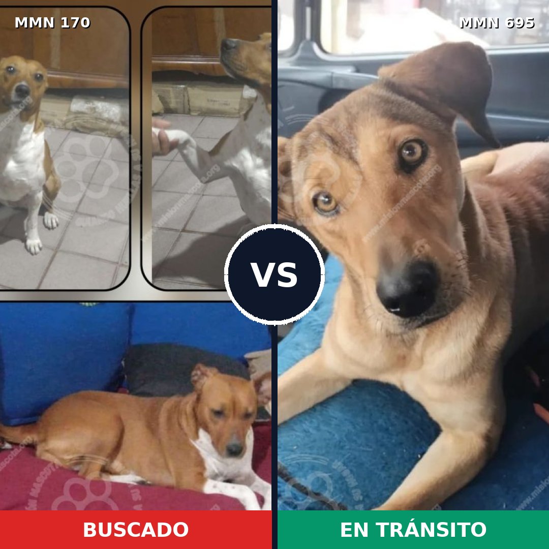 Comparativa MMS 9889: mascota perdida y mascota encontrada, 51% de similitud
