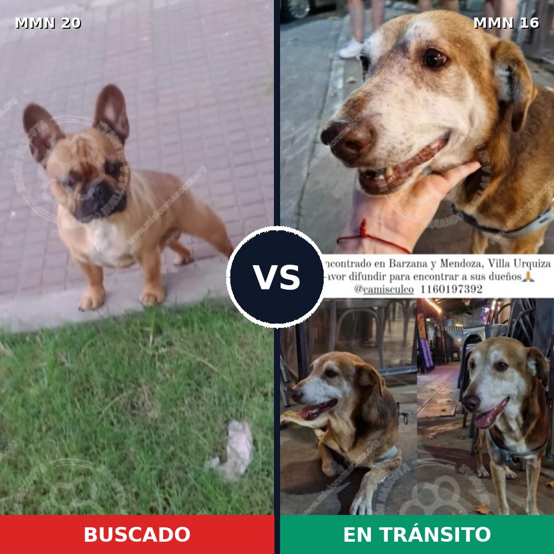 Comparativa MMS 989: mascota perdida y mascota encontrada, 36% de similitud