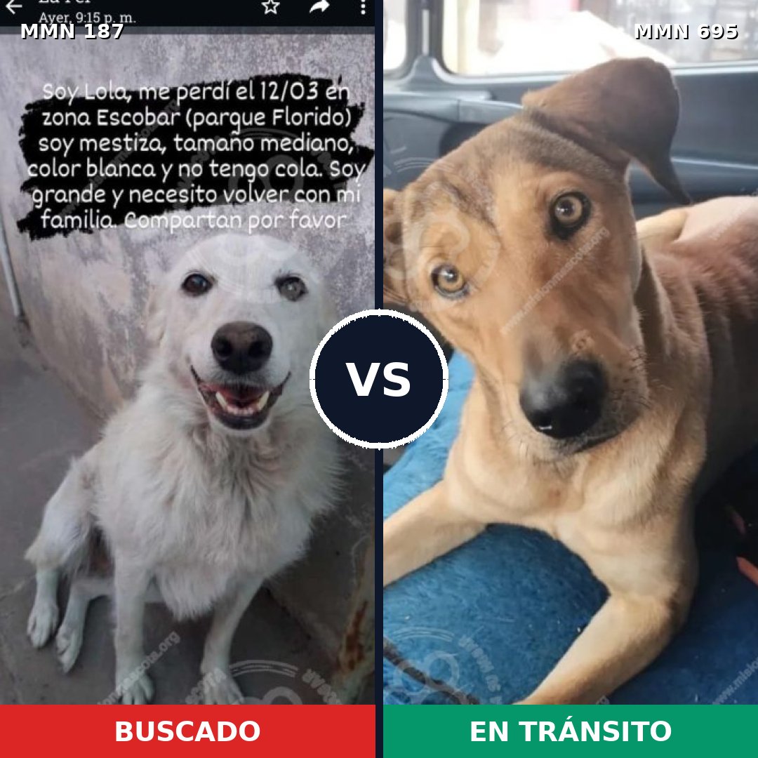 Comparativa MMS 9890: mascota perdida y mascota encontrada, 3% de similitud