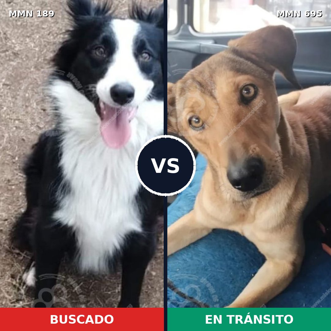 Comparativa MMS 9891: mascota perdida y mascota encontrada, 45% de similitud