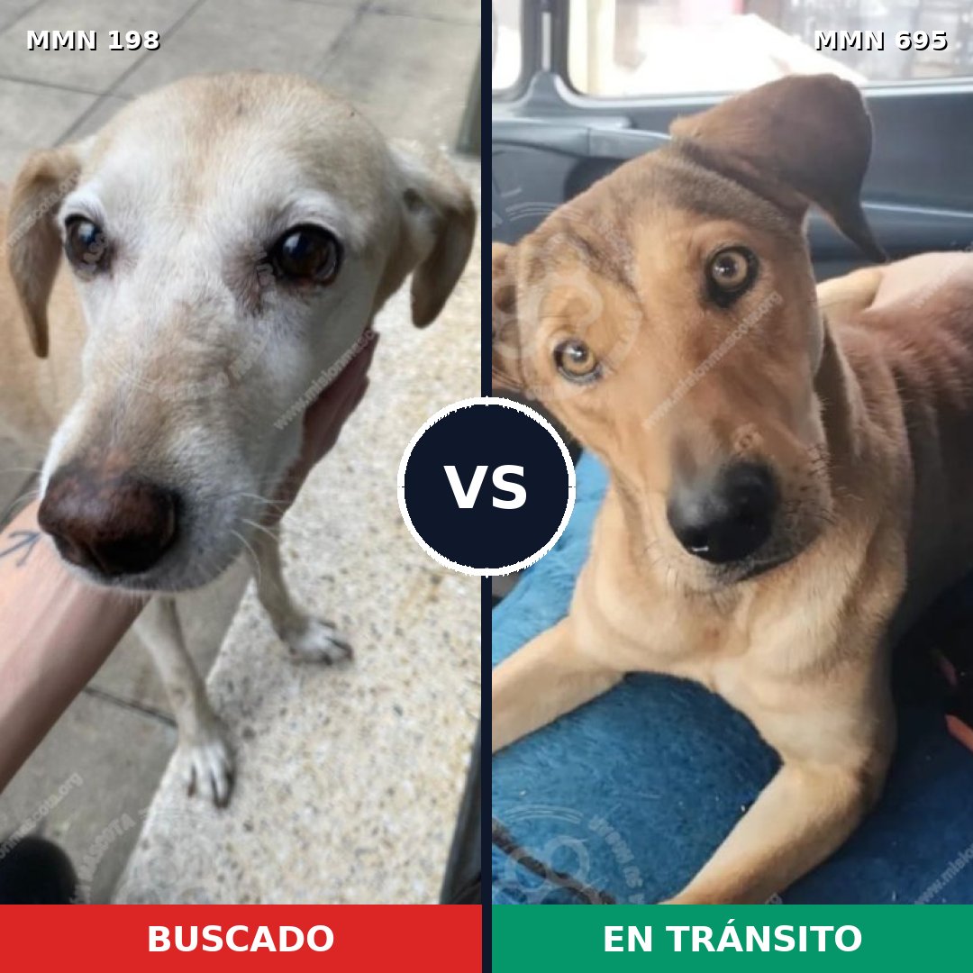 Comparativa MMS 9892: mascota perdida y mascota encontrada, 69% de similitud