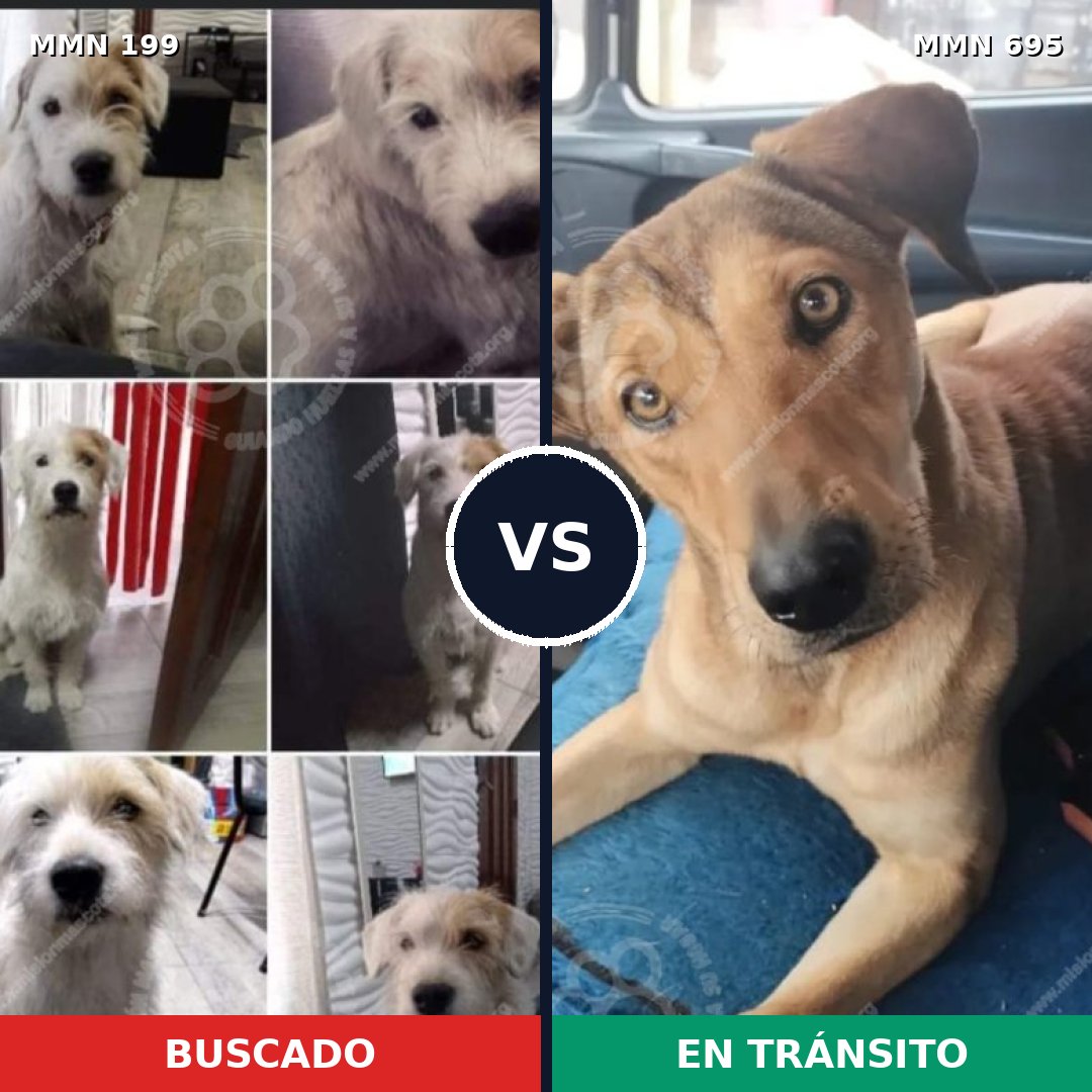 Comparativa MMS 9893: mascota perdida y mascota encontrada, 68% de similitud