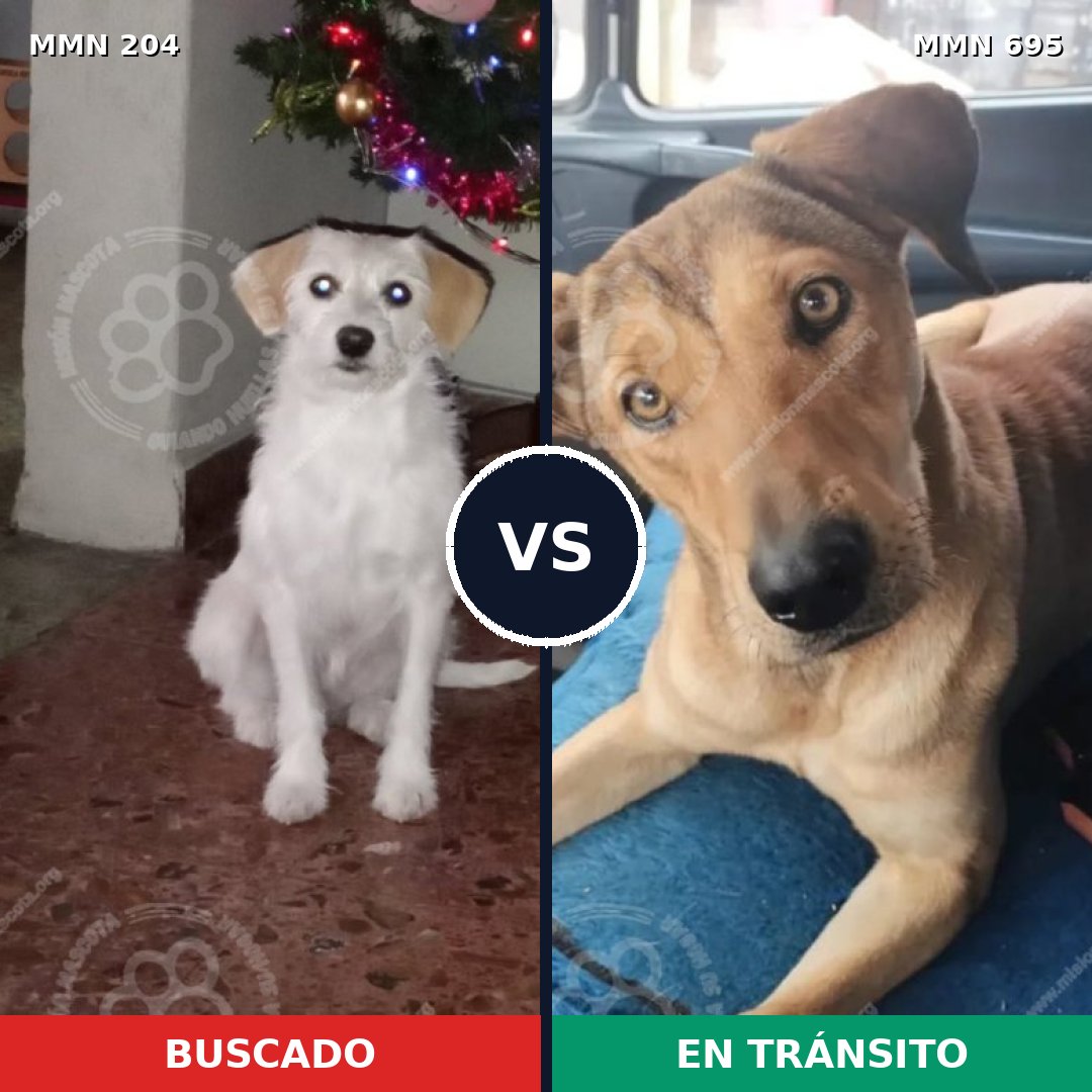 Comparativa MMS 9894: mascota perdida y mascota encontrada, 45% de similitud