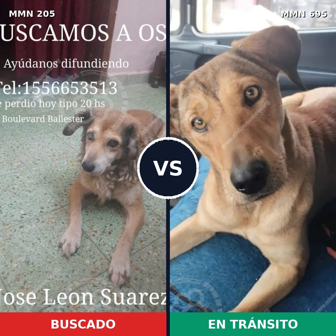 Comparativa MMS 9895: mascota perdida y mascota encontrada, 61% de similitud