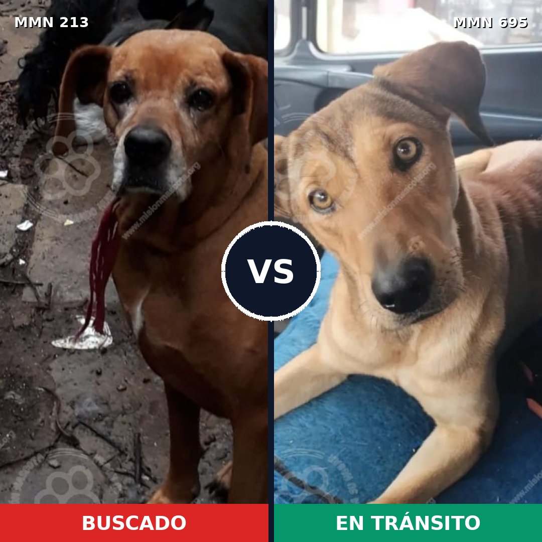 Comparativa MMS 9897: mascota perdida y mascota encontrada, 6% de similitud