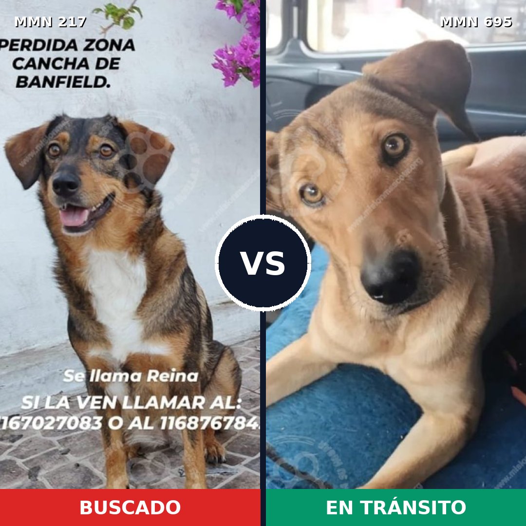 Comparativa MMS 9898: mascota perdida y mascota encontrada, 43% de similitud