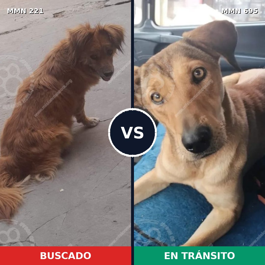 Comparativa MMS 9899: mascota perdida y mascota encontrada, 67% de similitud