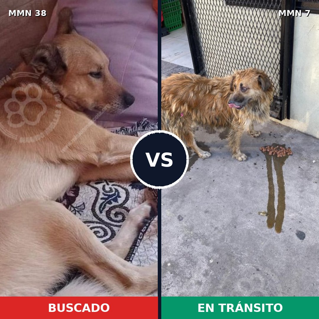 Comparativa MMS 99: mascota perdida y mascota encontrada, 66% de similitud