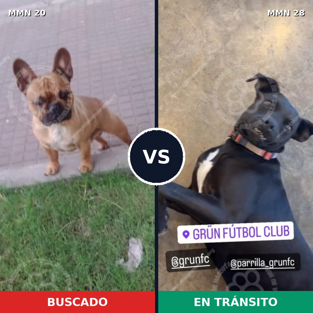 Comparativa MMS 990: mascota perdida y mascota encontrada, 45% de similitud