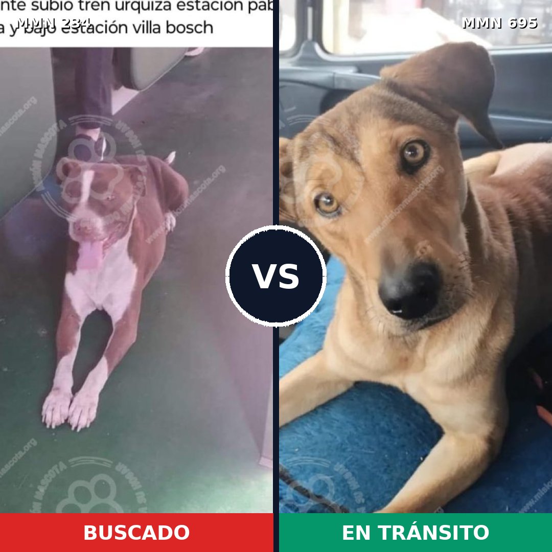 Comparativa MMS 9900: mascota perdida y mascota encontrada, 6% de similitud