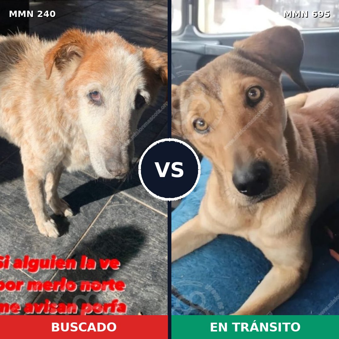Comparativa MMS 9901: mascota perdida y mascota encontrada, 65% de similitud