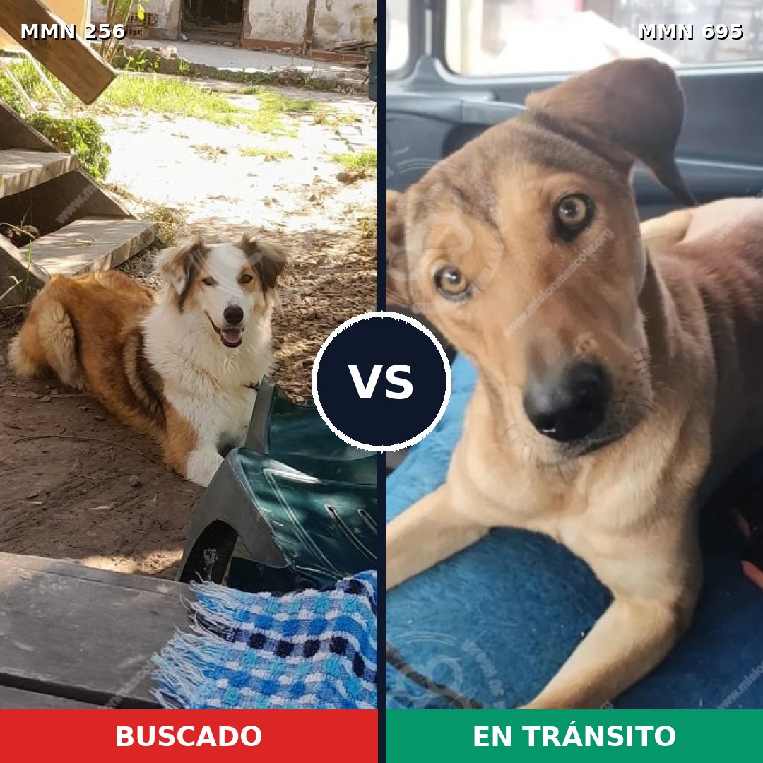 Comparativa MMS 9902: mascota perdida y mascota encontrada, 44% de similitud