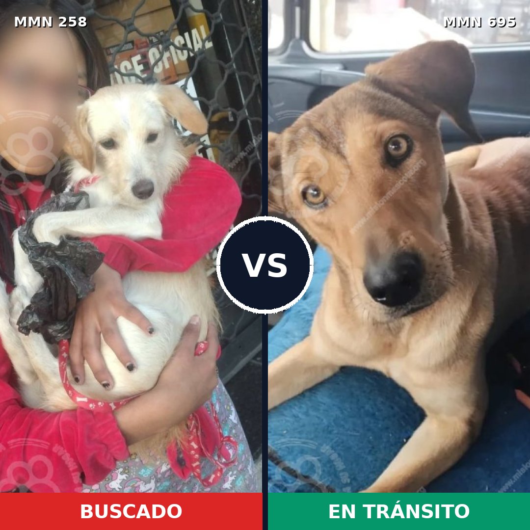 Comparativa MMS 9903: mascota perdida y mascota encontrada, 30% de similitud