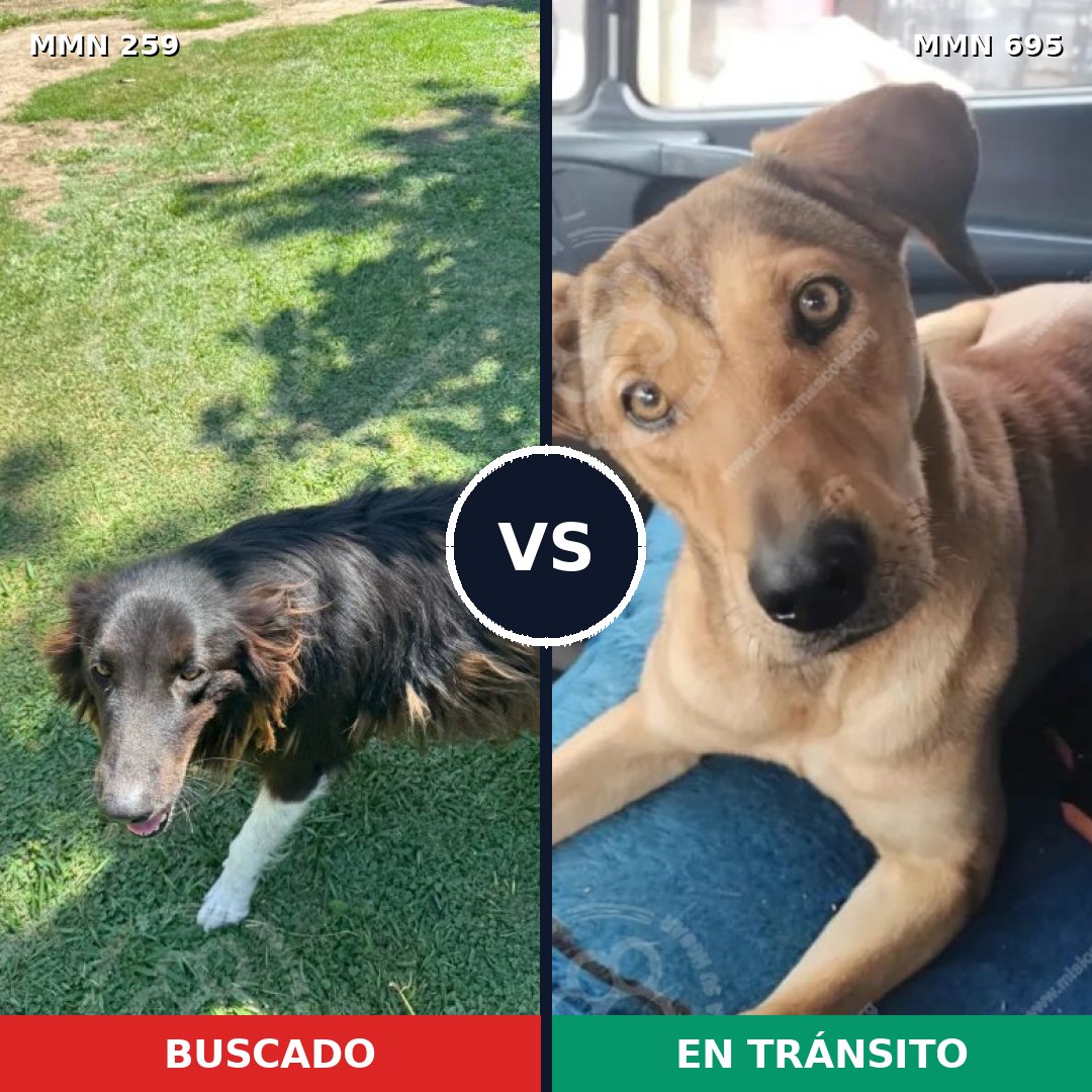 Comparativa MMS 9904: mascota perdida y mascota encontrada, 42% de similitud