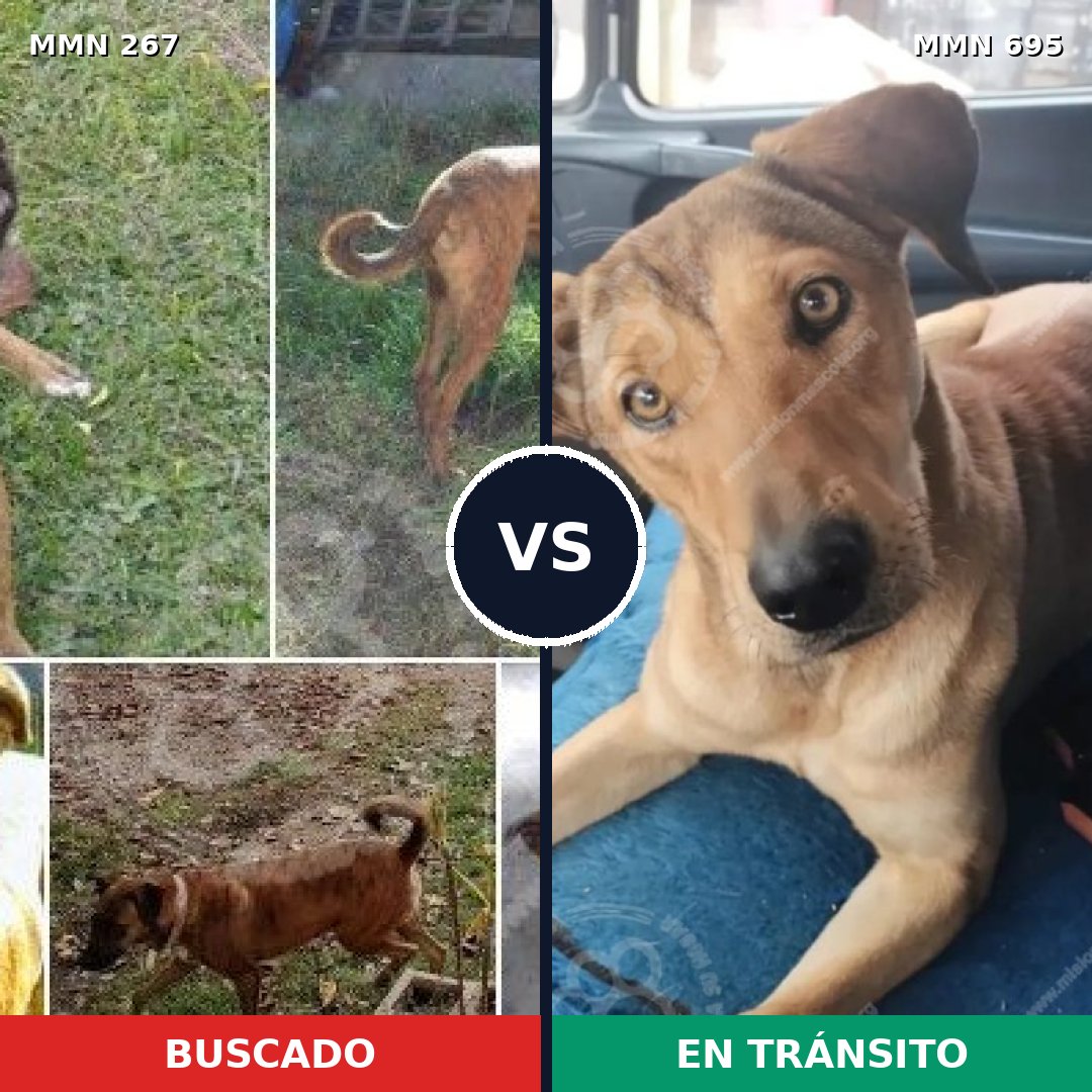 Comparativa MMS 9905: mascota perdida y mascota encontrada, 46% de similitud