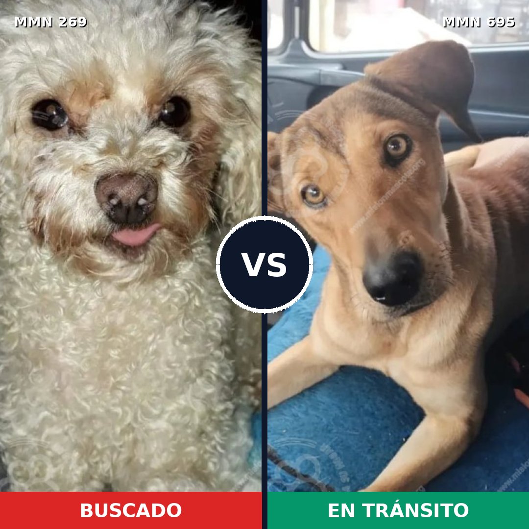 Comparativa MMS 9906: mascota perdida y mascota encontrada, 24% de similitud