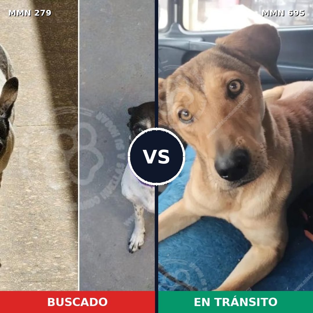 Comparativa MMS 9907: mascota perdida y mascota encontrada, 47% de similitud
