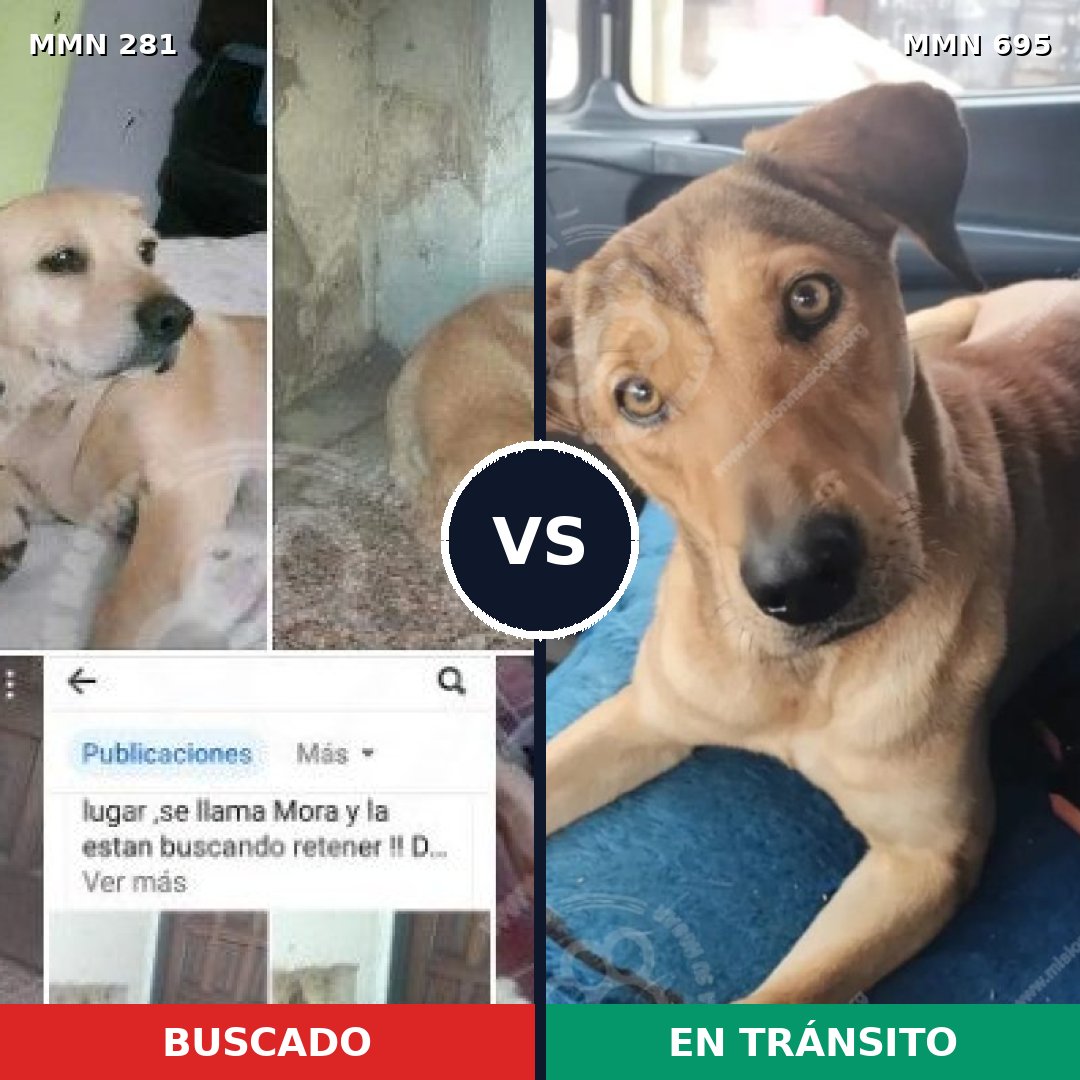 Comparativa MMS 9908: mascota perdida y mascota encontrada, 78% de similitud