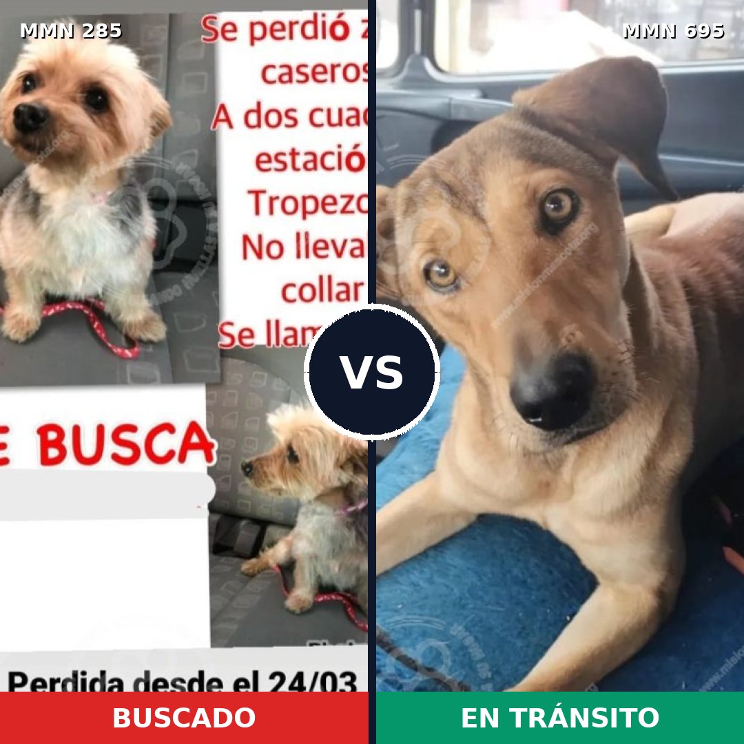 Comparativa MMS 9909: mascota perdida y mascota encontrada, 27% de similitud