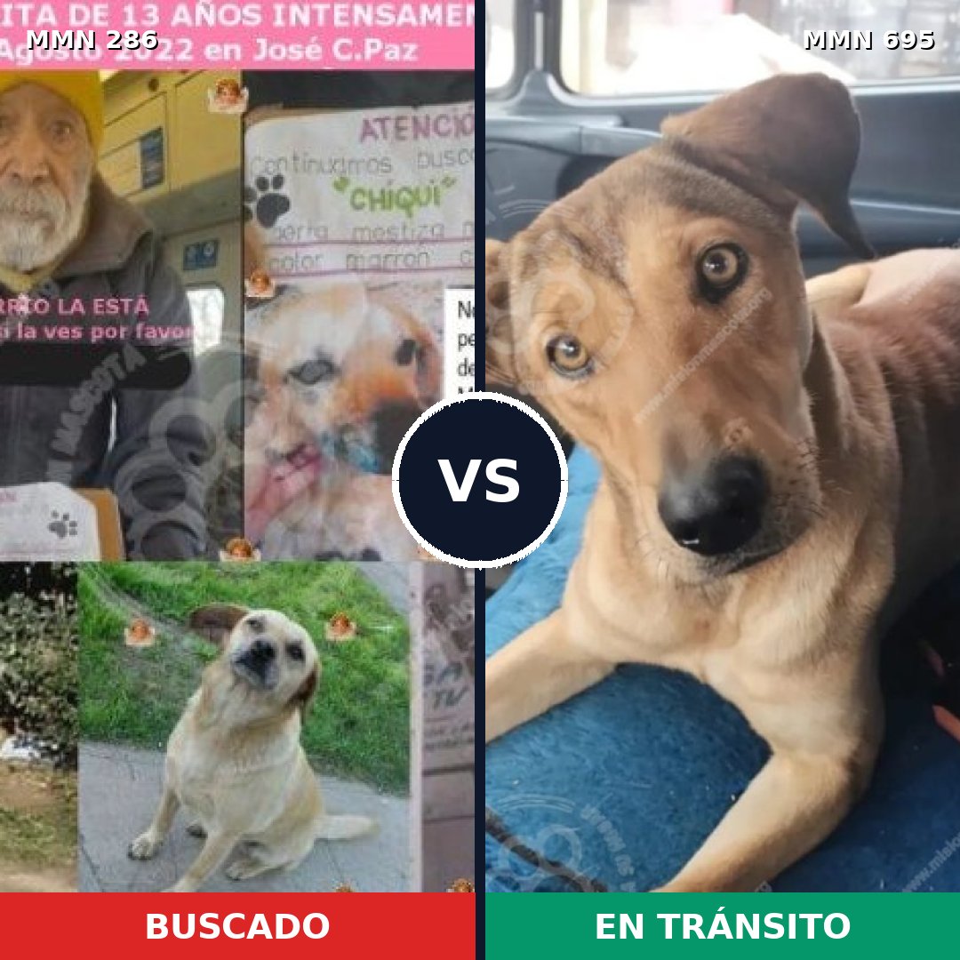 Comparativa MMS 9910: mascota perdida y mascota encontrada, 80% de similitud