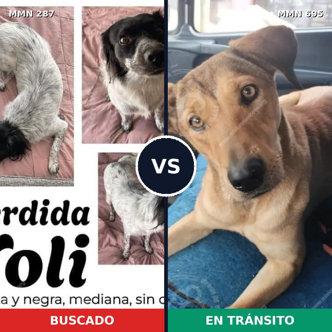Comparativa MMS 9911: mascota perdida y mascota encontrada, 44% de similitud