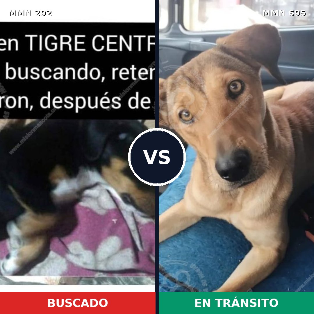 Comparativa MMS 9912: mascota perdida y mascota encontrada, 7% de similitud