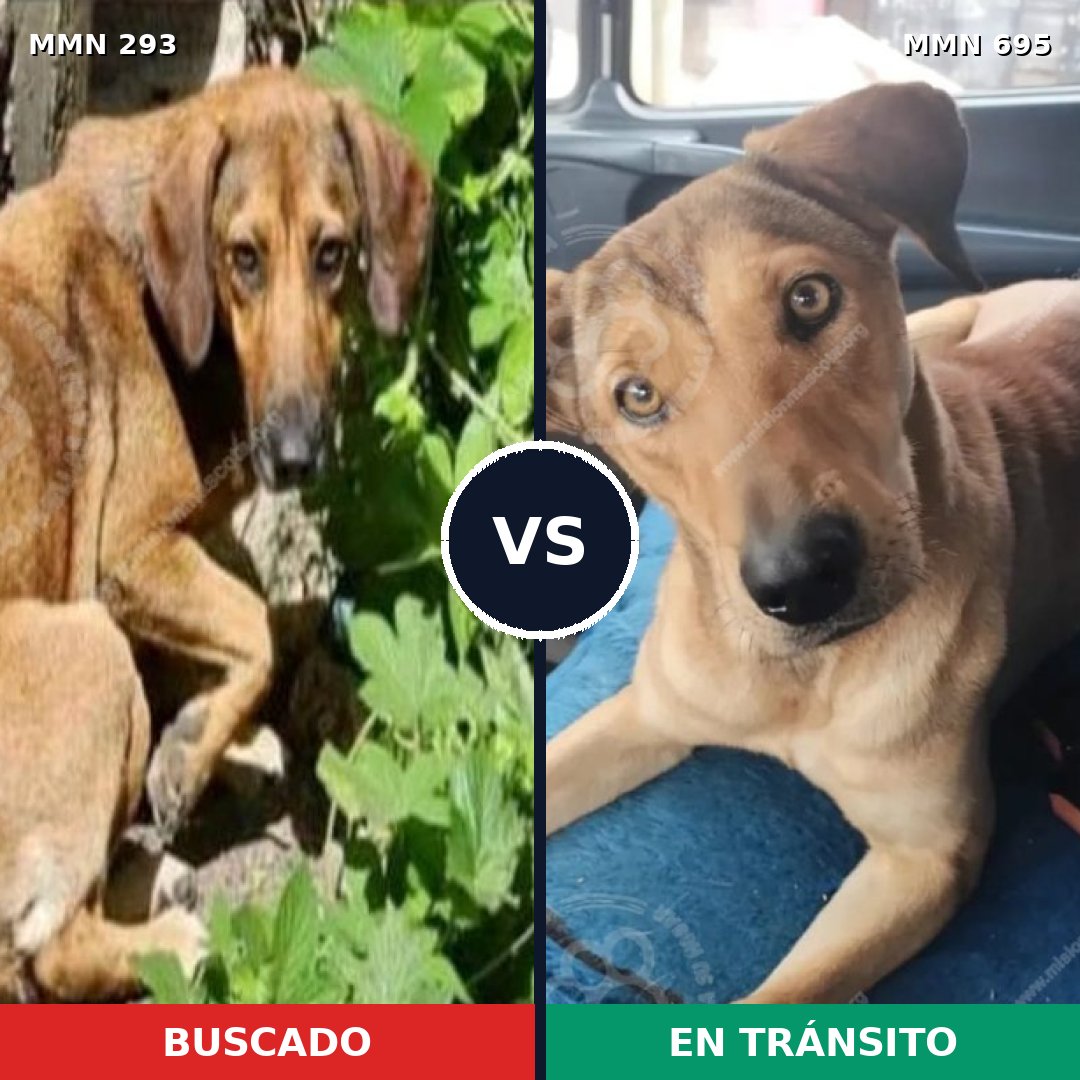 Comparativa MMS 9913: mascota perdida y mascota encontrada, 7% de similitud