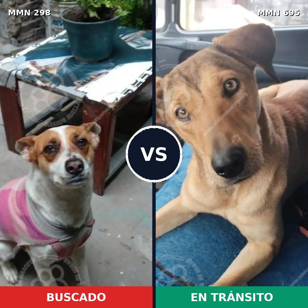 Comparativa MMS 9914: mascota perdida y mascota encontrada, 47% de similitud