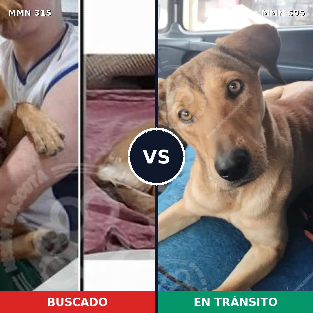 Comparativa MMS 9915: mascota perdida y mascota encontrada, 69% de similitud