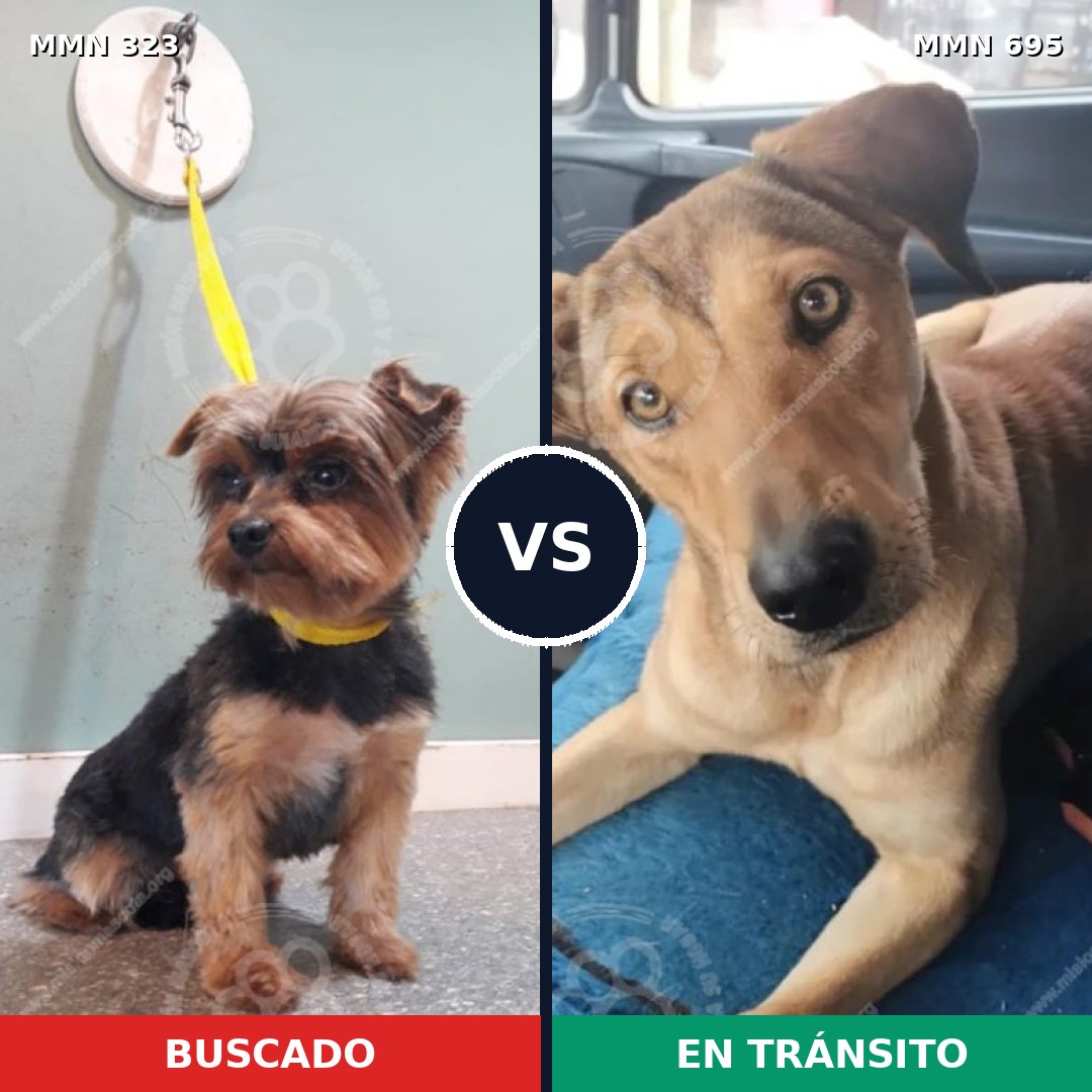 Comparativa MMS 9916: mascota perdida y mascota encontrada, 14% de similitud