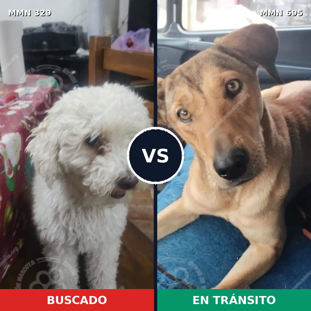 Comparativa MMS 9917: mascota perdida y mascota encontrada, 29% de similitud