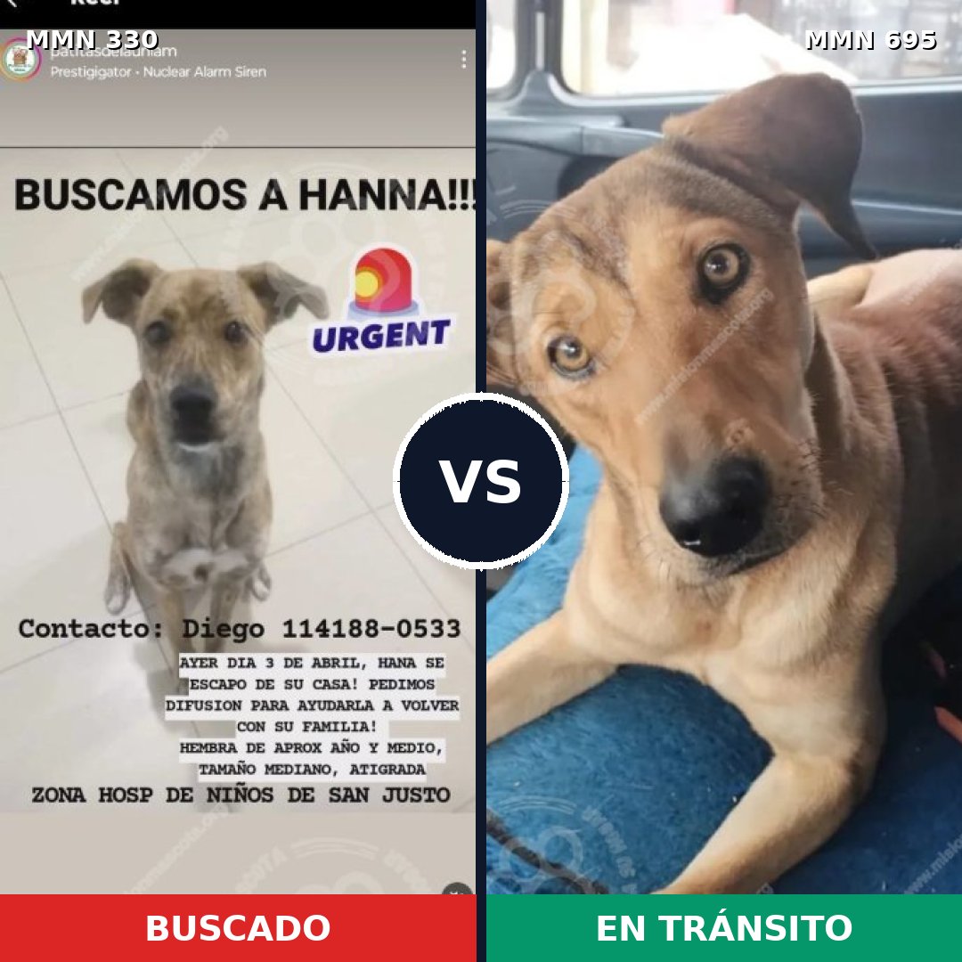 Comparativa MMS 9918: mascota perdida y mascota encontrada, 72% de similitud