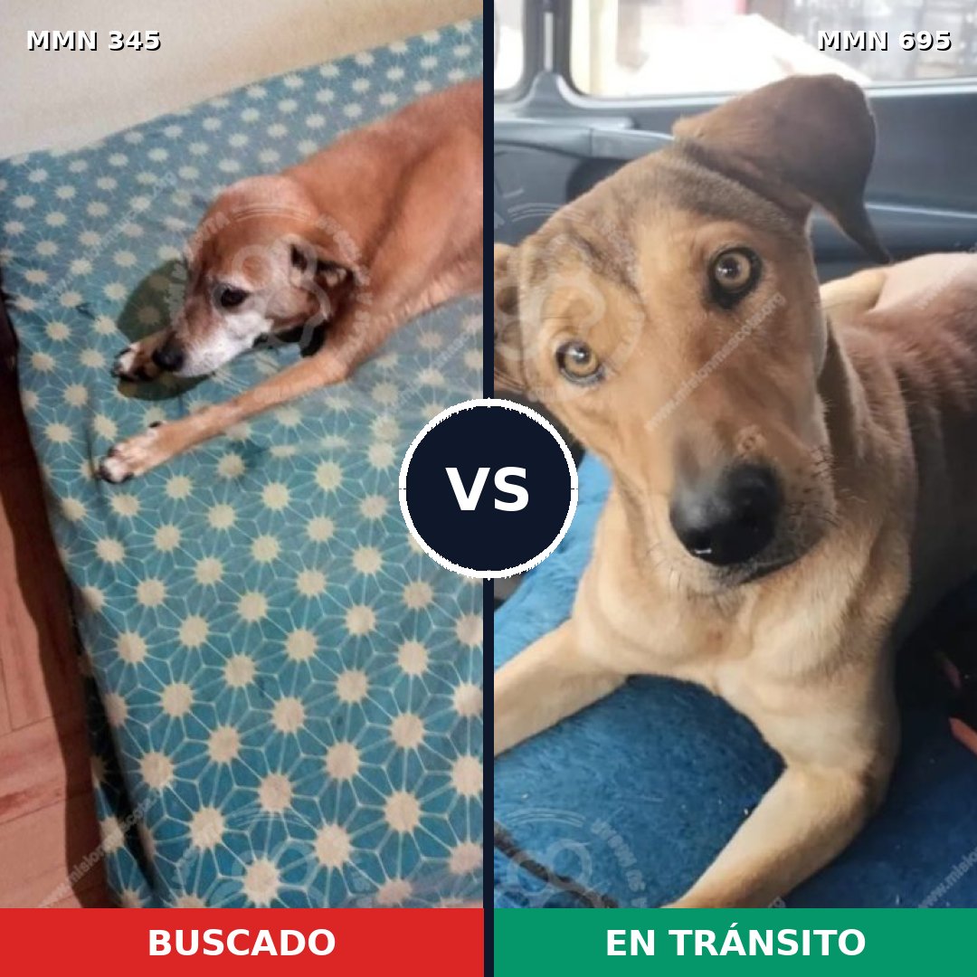 Comparativa MMS 9920: mascota perdida y mascota encontrada, 71% de similitud