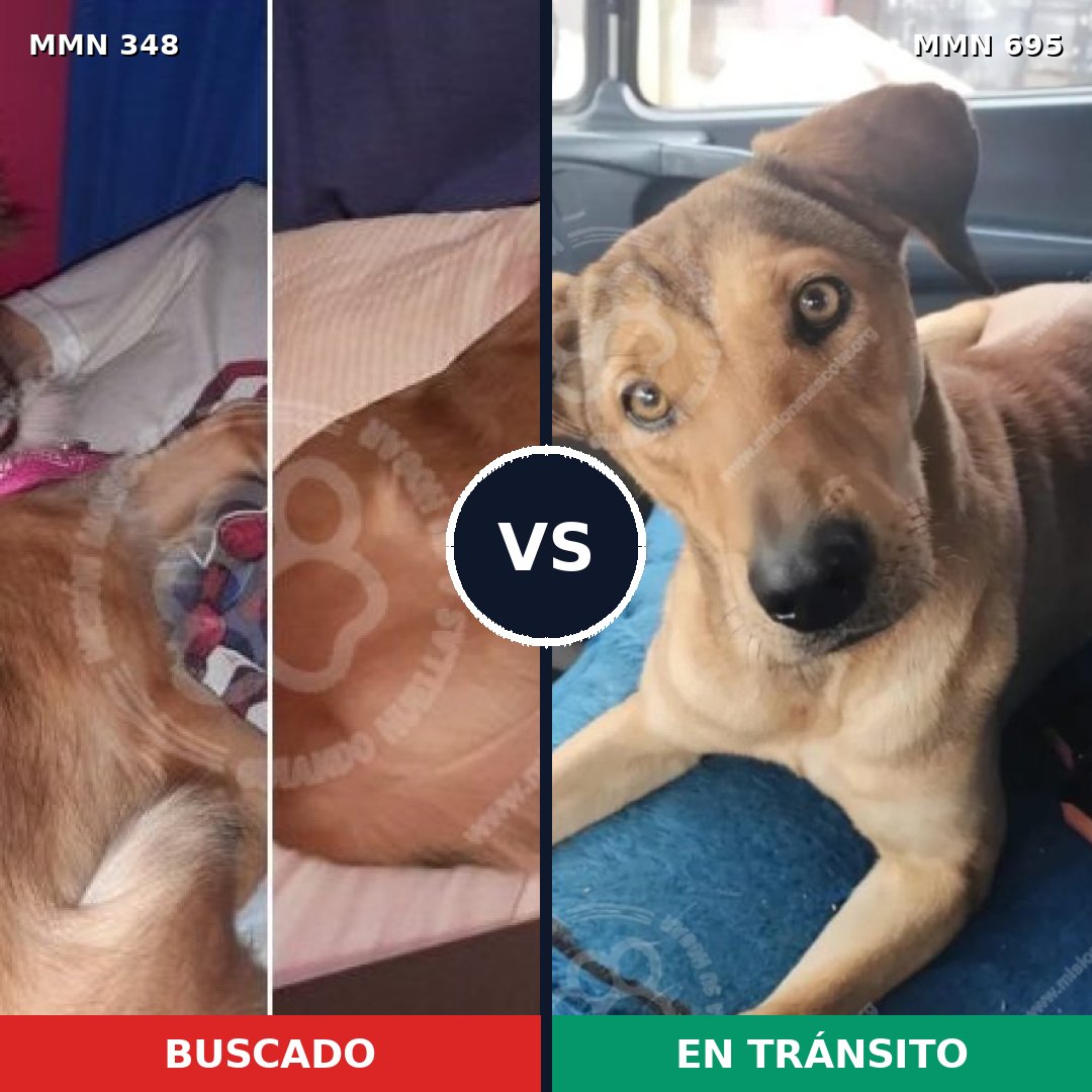 Comparativa MMS 9922: mascota perdida y mascota encontrada, 31% de similitud