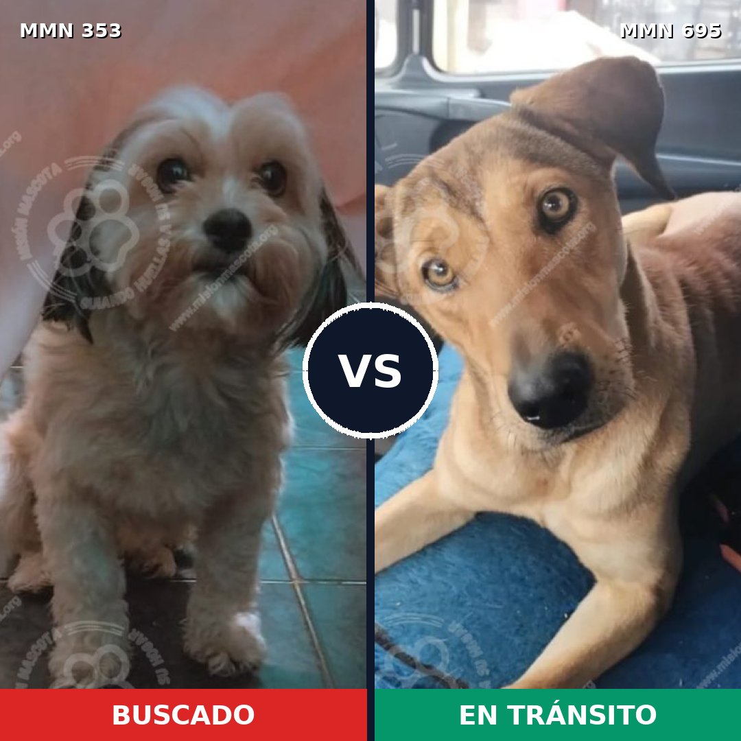 Comparativa MMS 9923: mascota perdida y mascota encontrada, 30% de similitud