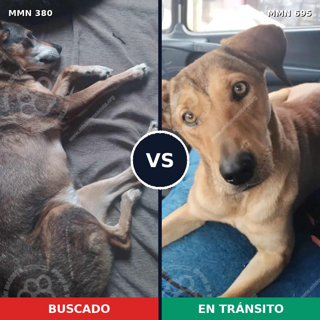 Comparativa MMS 9925: mascota perdida y mascota encontrada, 68% de similitud