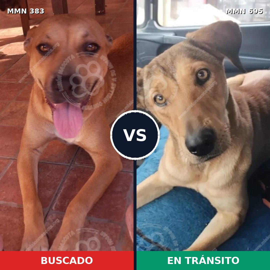 Comparativa MMS 9926: mascota perdida y mascota encontrada, 53% de similitud