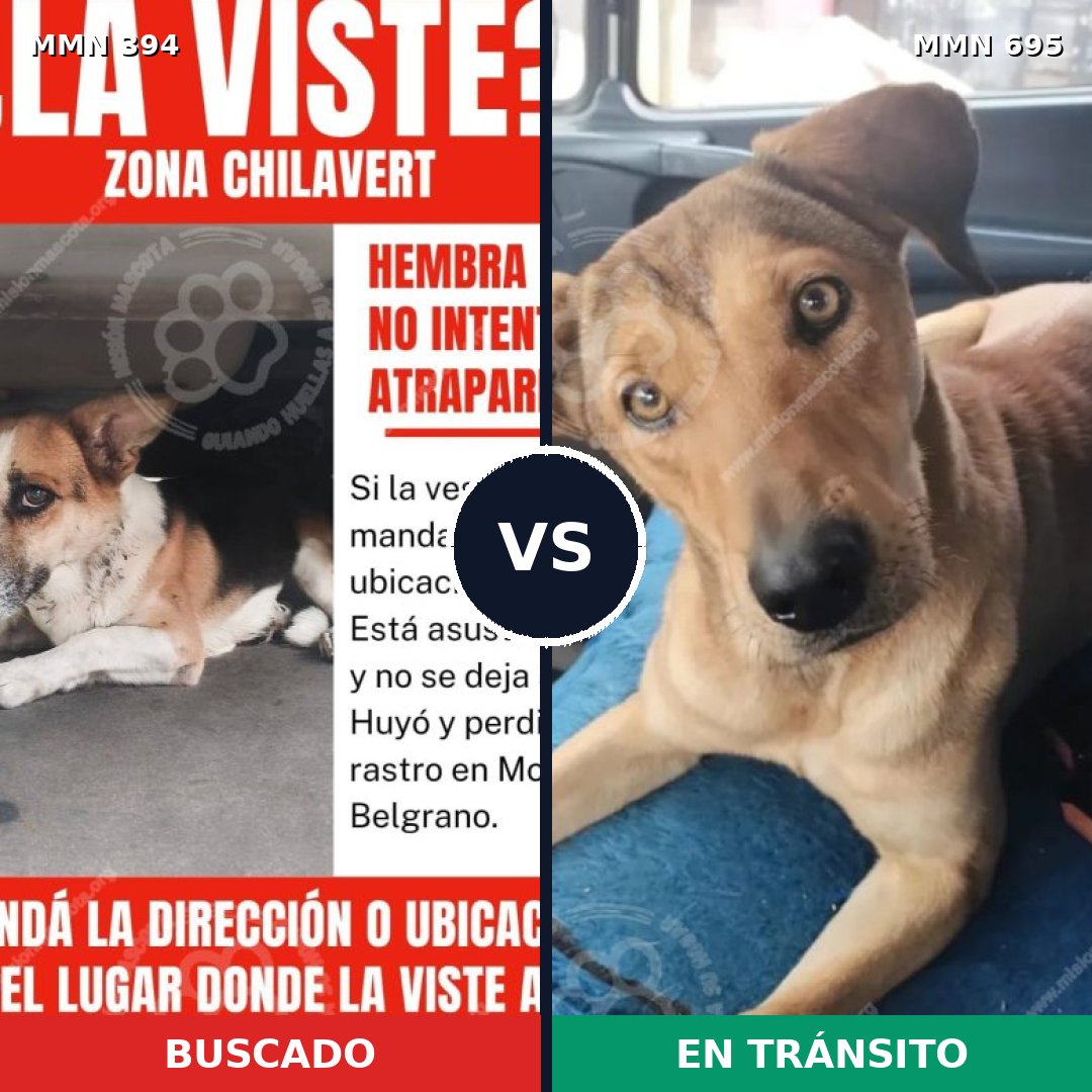 Comparativa MMS 9928: mascota perdida y mascota encontrada, 54% de similitud