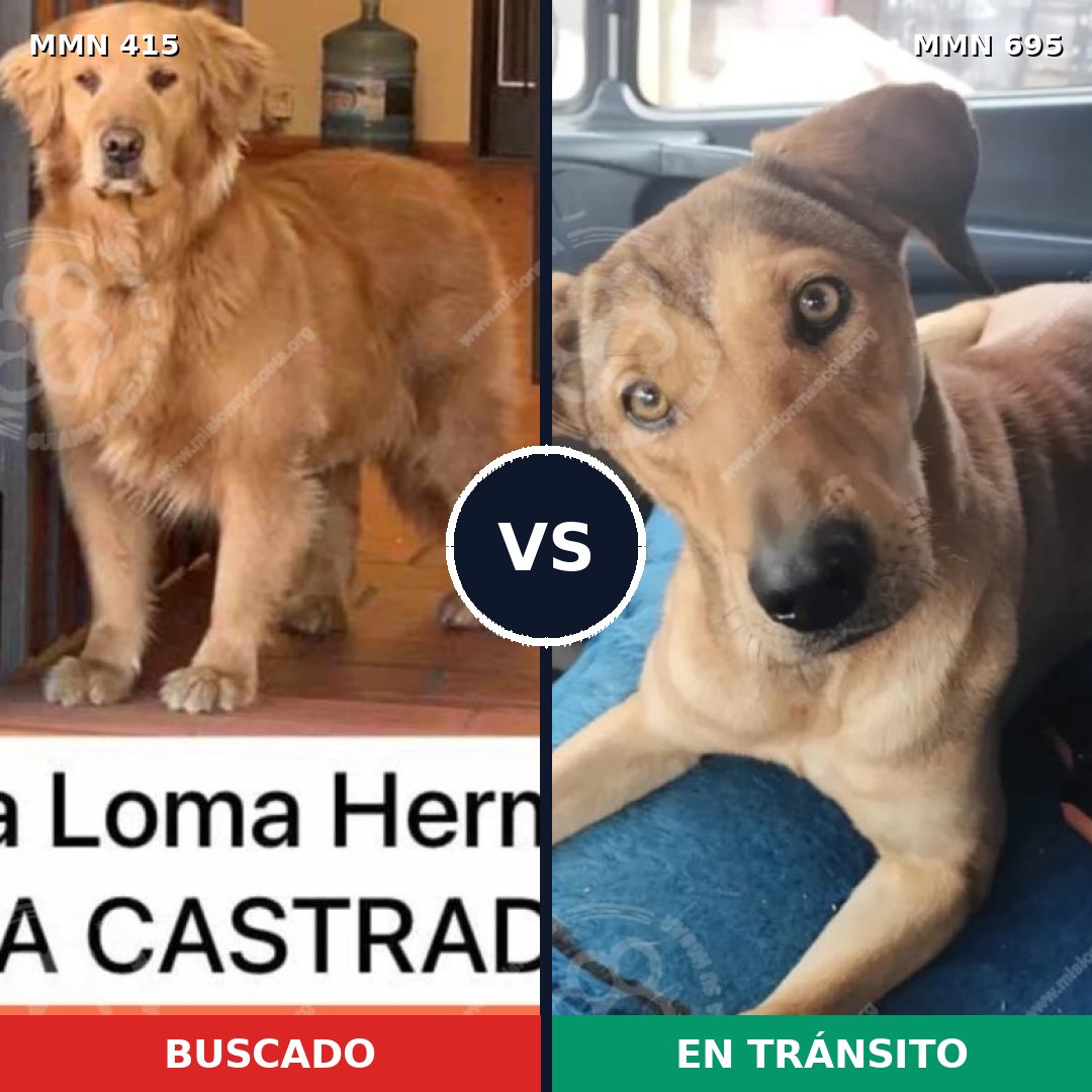 Comparativa MMS 9929: mascota perdida y mascota encontrada, 48% de similitud