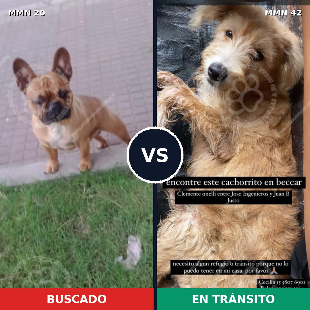 Comparativa MMS 993: mascota perdida y mascota encontrada, 58% de similitud