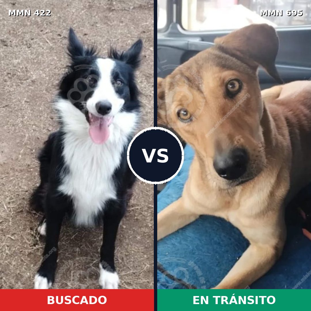 Comparativa MMS 9930: mascota perdida y mascota encontrada, 44% de similitud