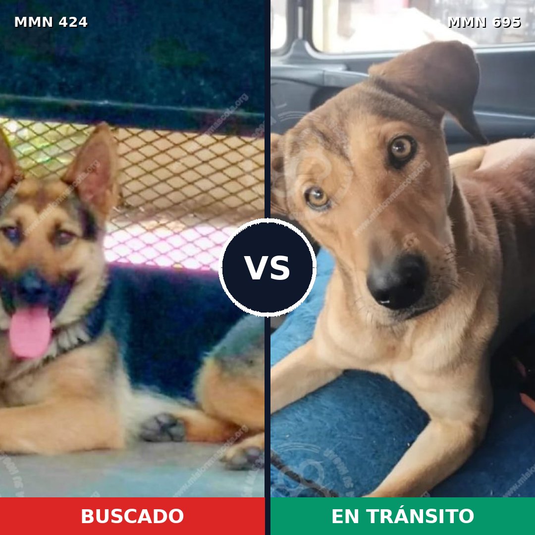 Comparativa MMS 9931: mascota perdida y mascota encontrada, 41% de similitud