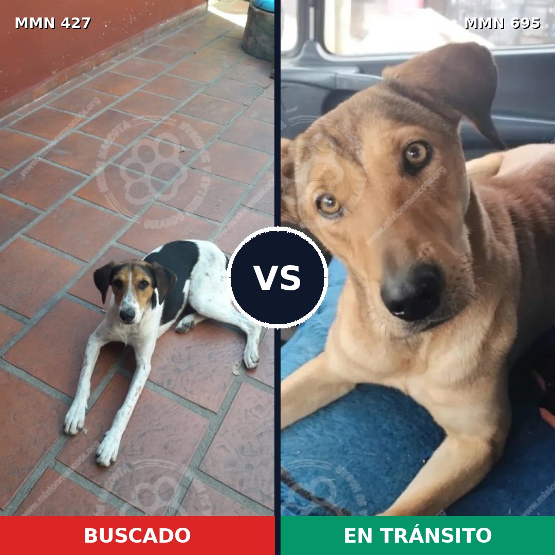 Comparativa MMS 9932: mascota perdida y mascota encontrada, 57% de similitud